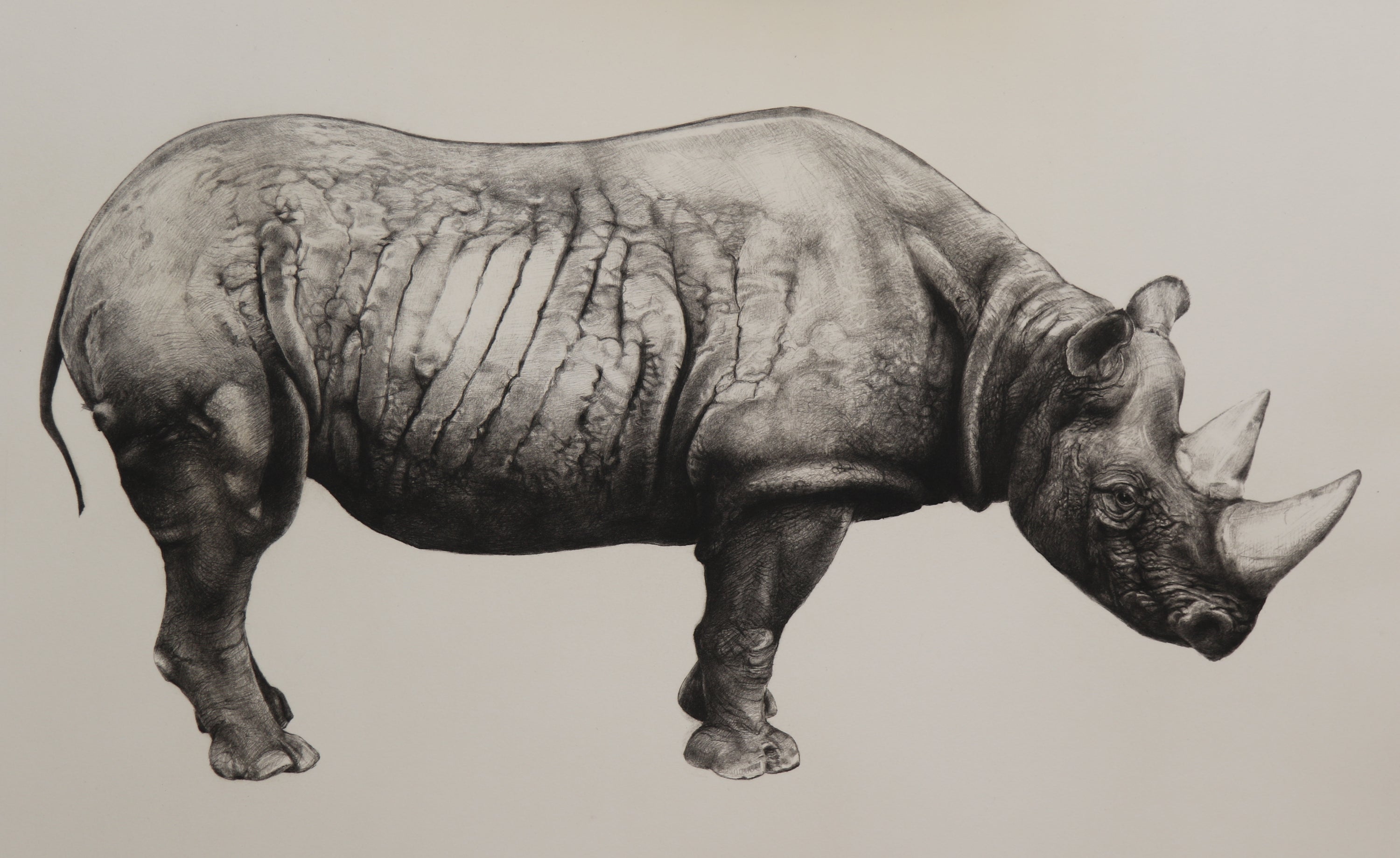 Rhinoceros (State Iii)