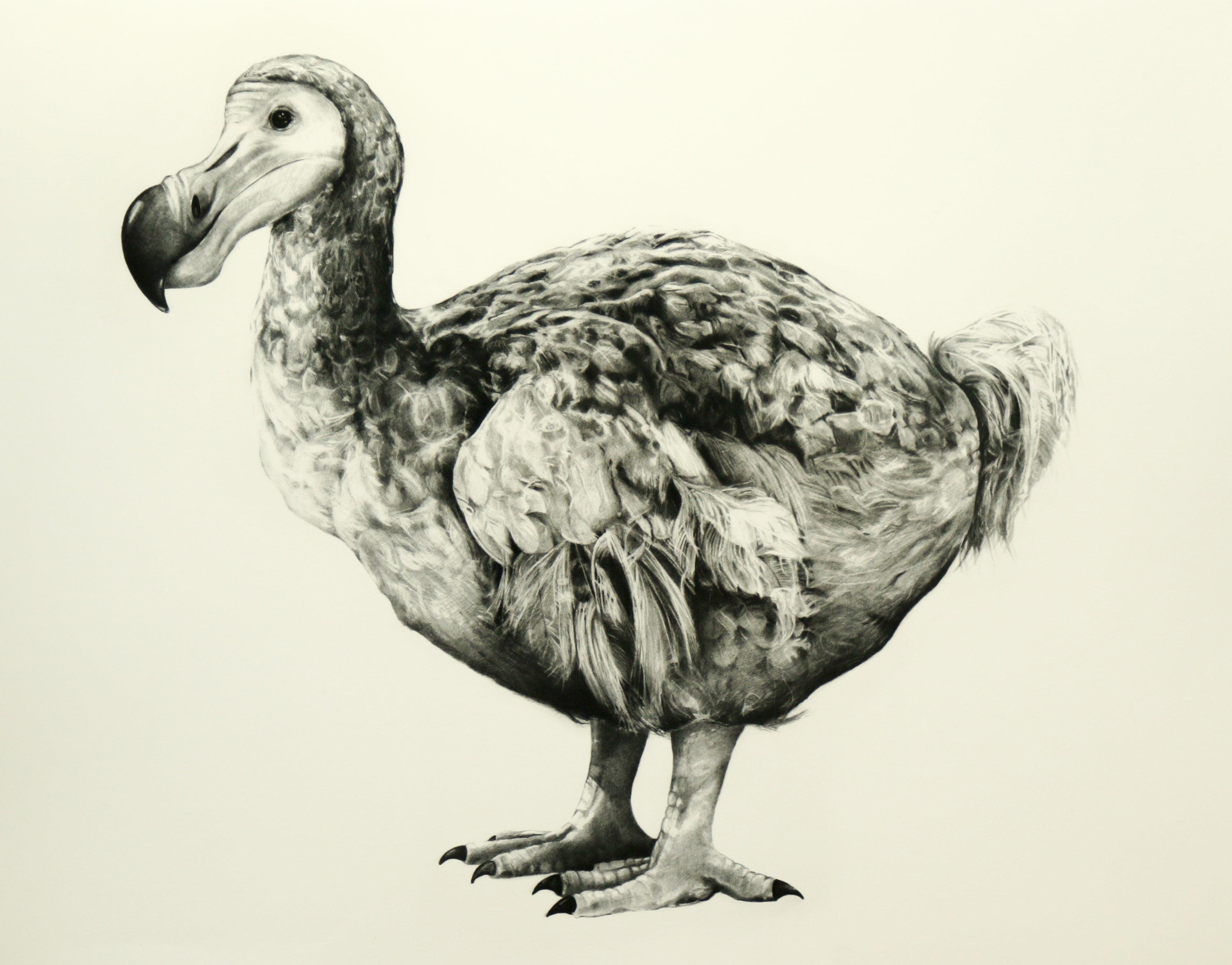 Rowland’s Dodo (Version Ii)