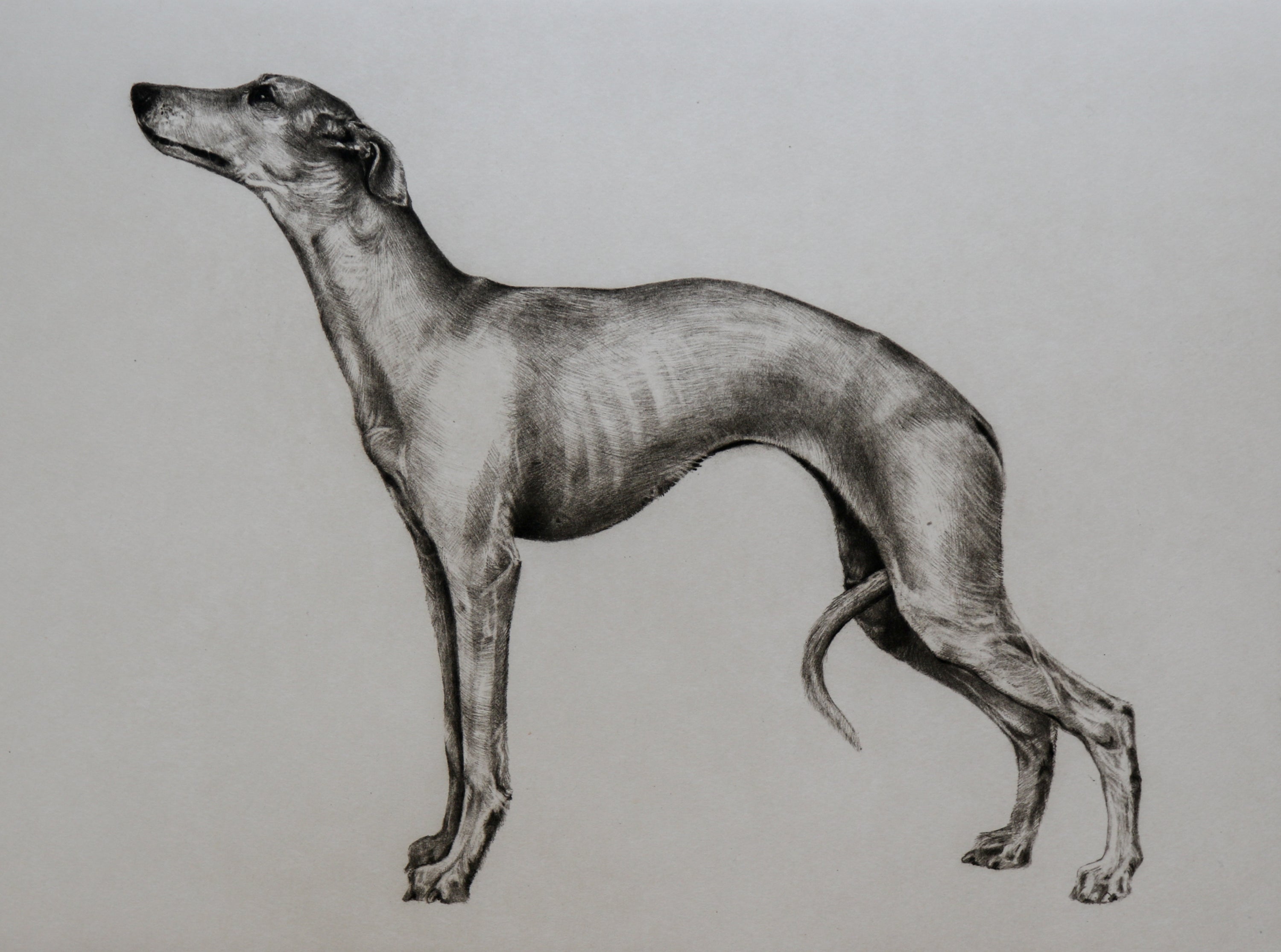 Whippet